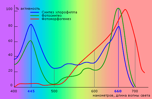 поглощение света хлорофиллом